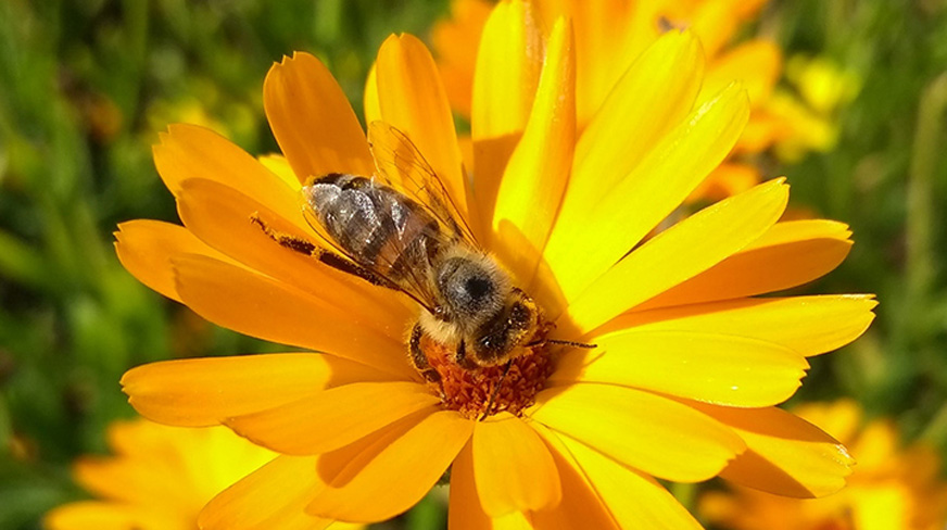 Protecting our pollinators this World Bee Day