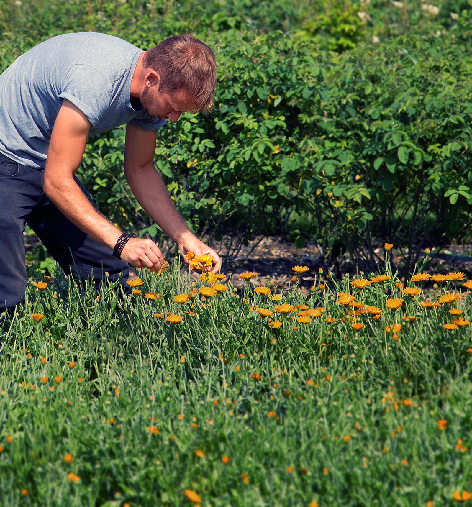 Peacemarsh Head Gardener - Fraser Thompson