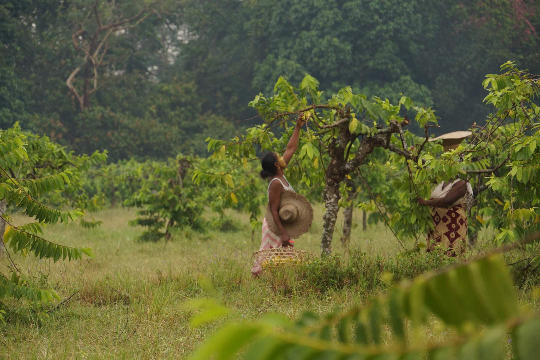 Makira Forest Protection Project in Madagascar